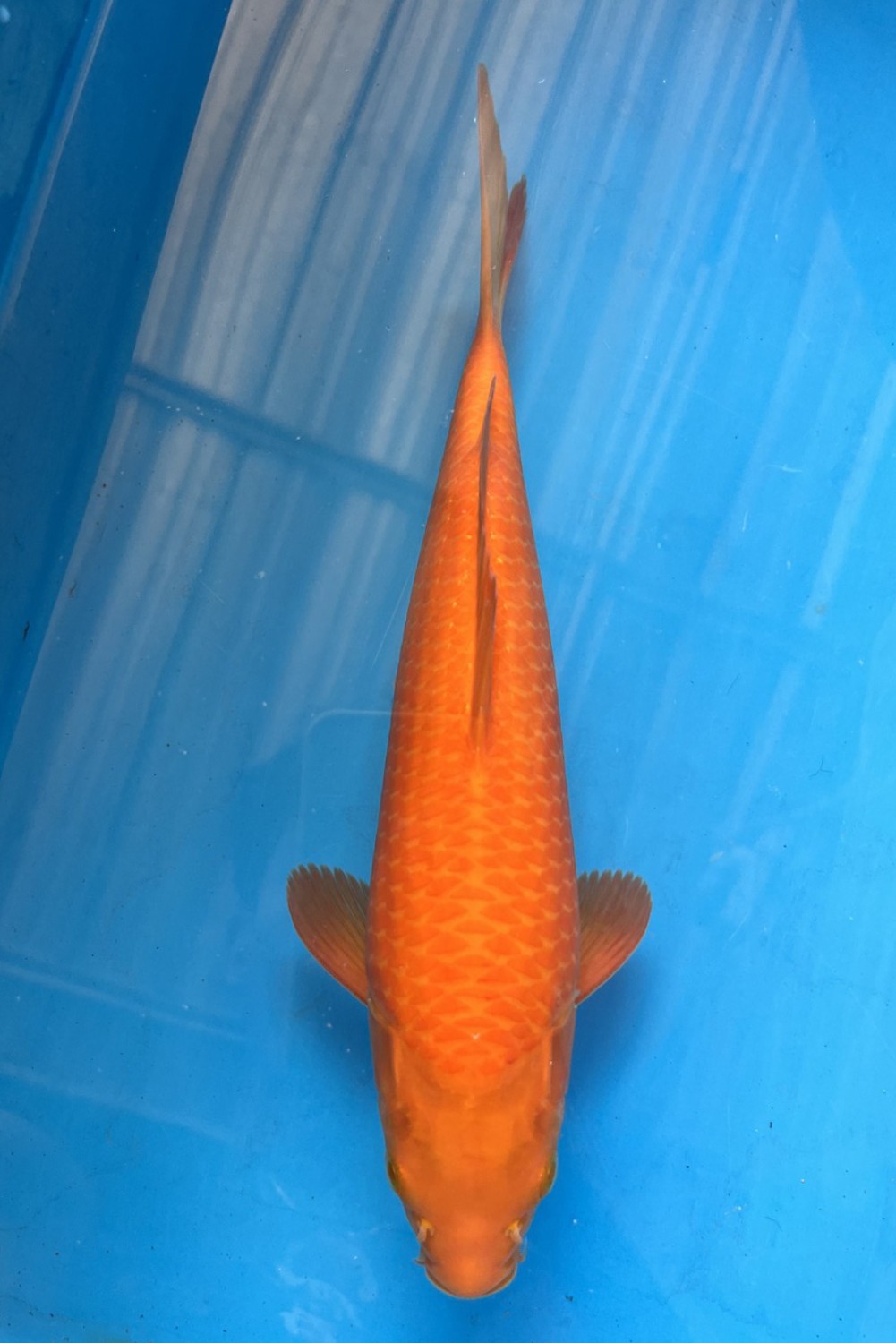 Juara 5