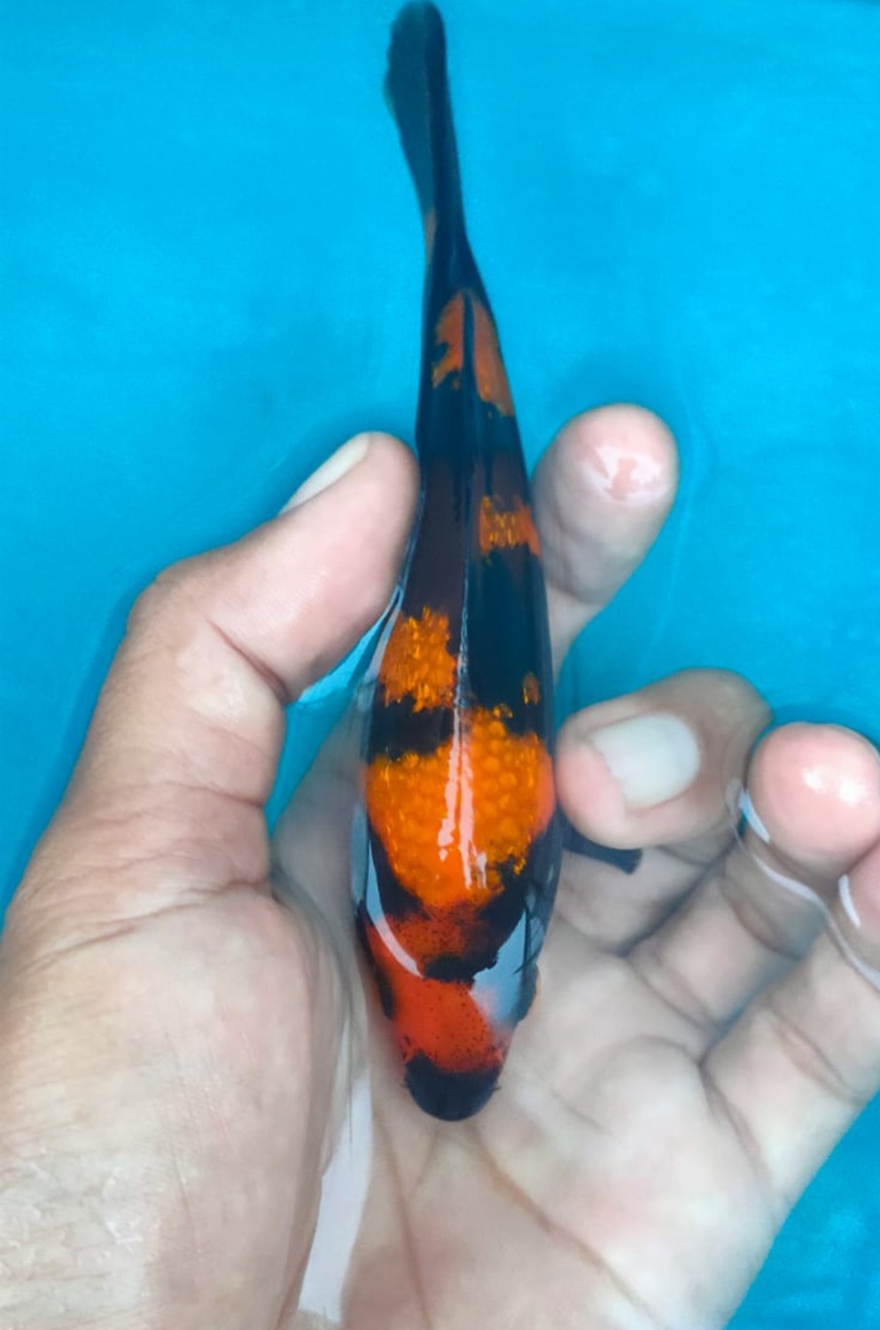 Juara 2