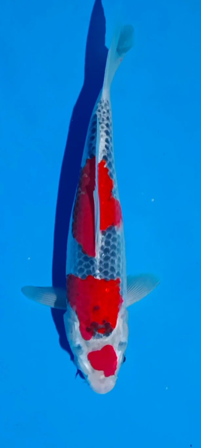 Juara 1