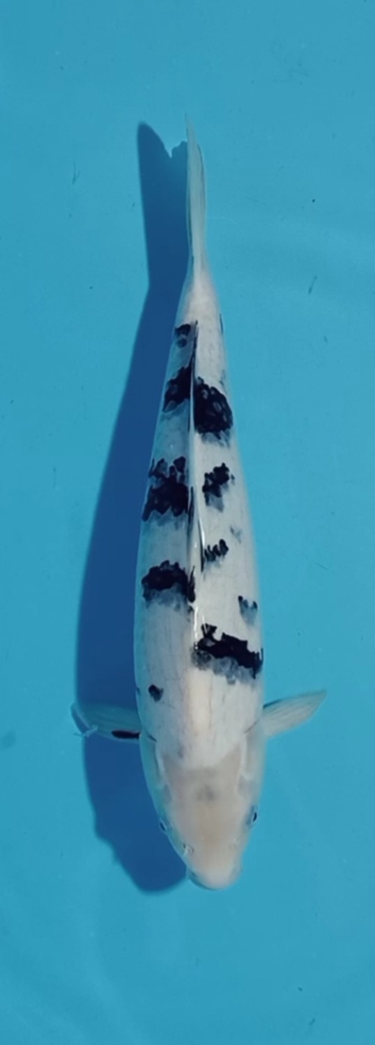 Juara 1