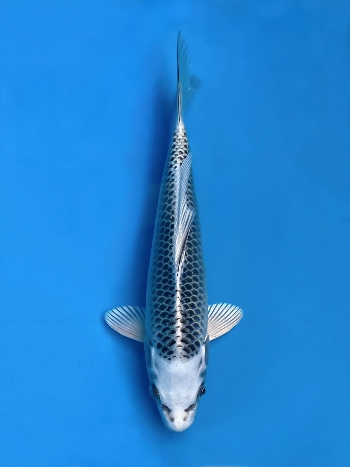 Juara 1