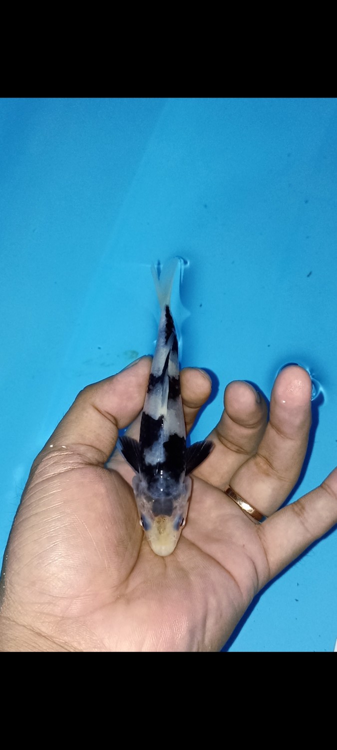 Juara 2