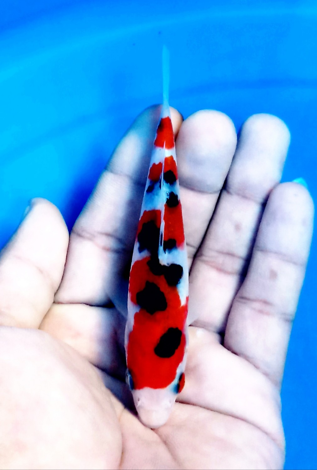 Juara 2