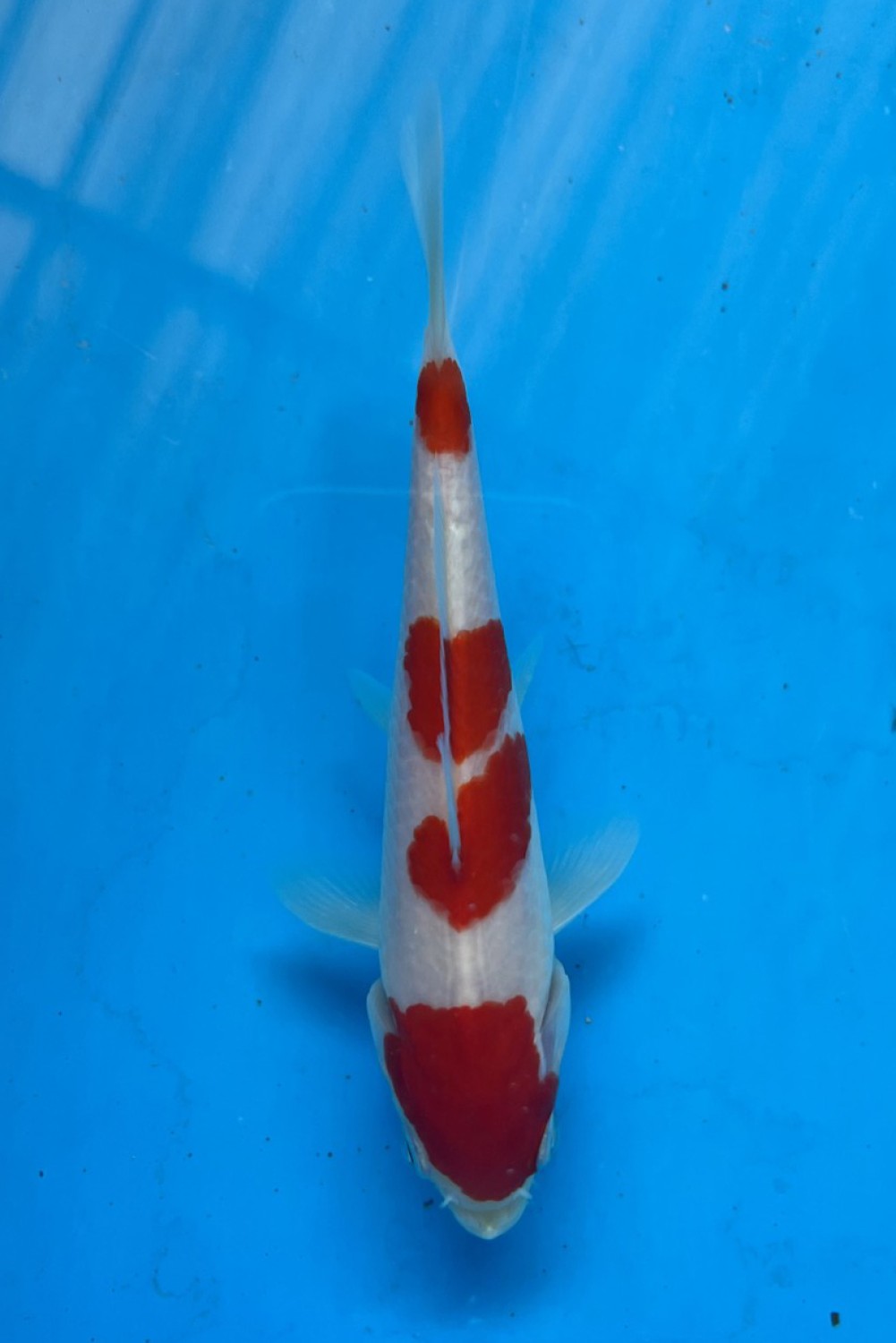 Juara 1