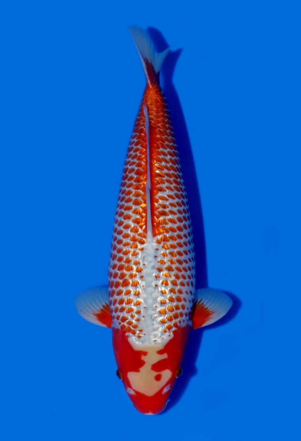 Juara 2