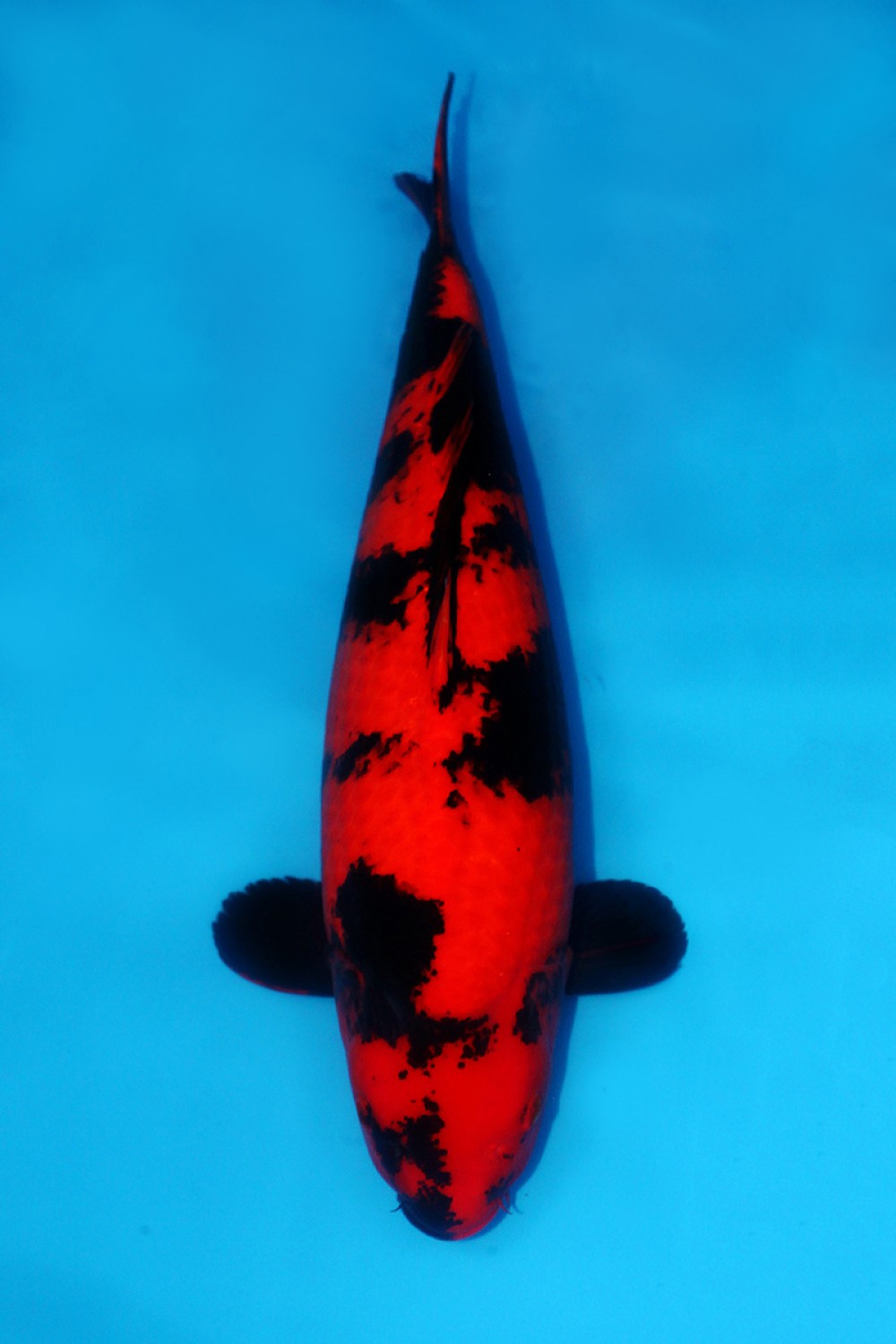 Best In Size D 56-60 Cm