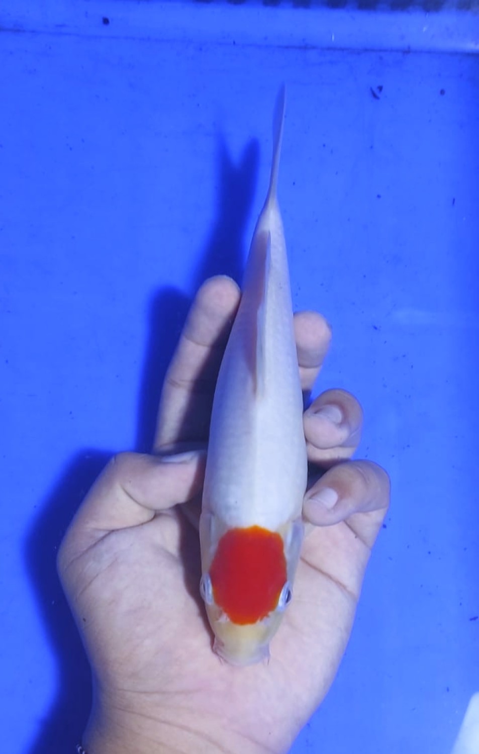 Juara 3