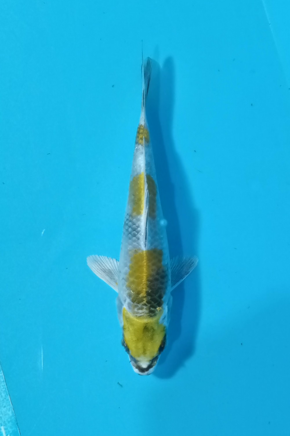 Juara 2
