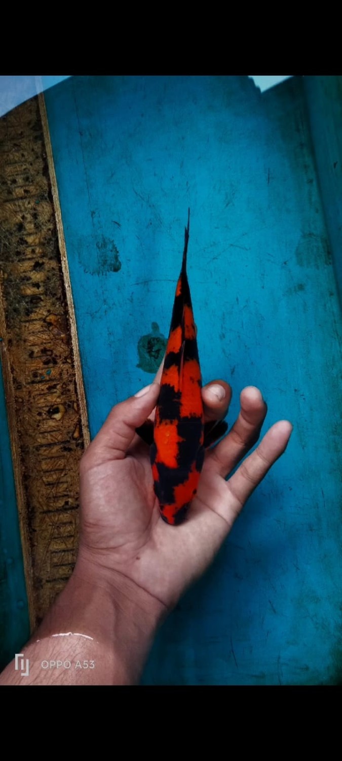 Juara 4