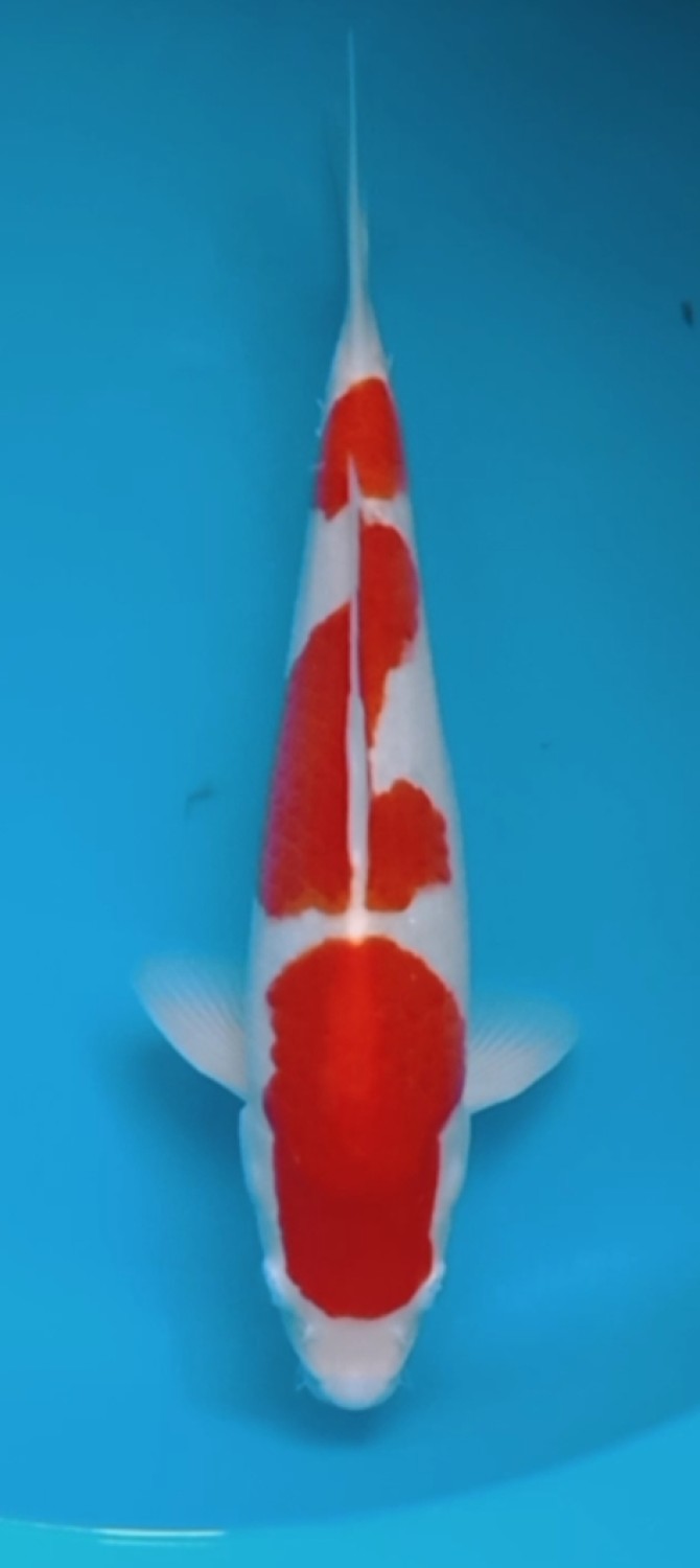 Juara 2