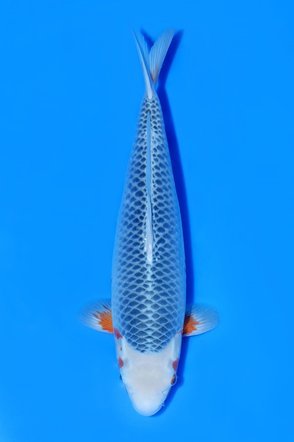 Juara 1