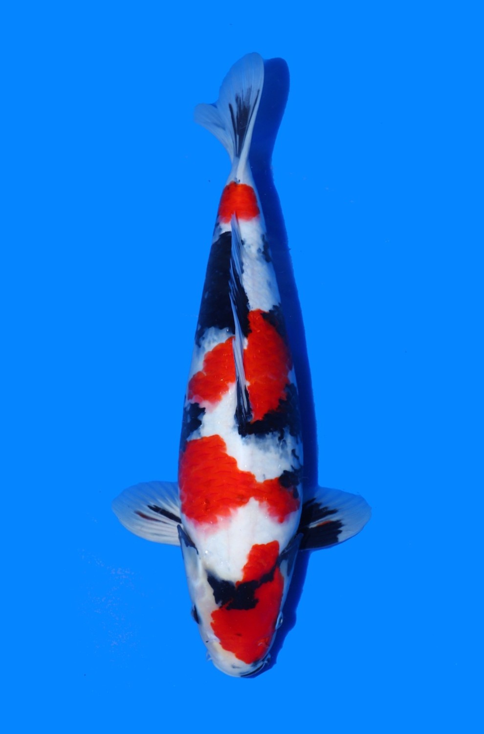 Juara 5
