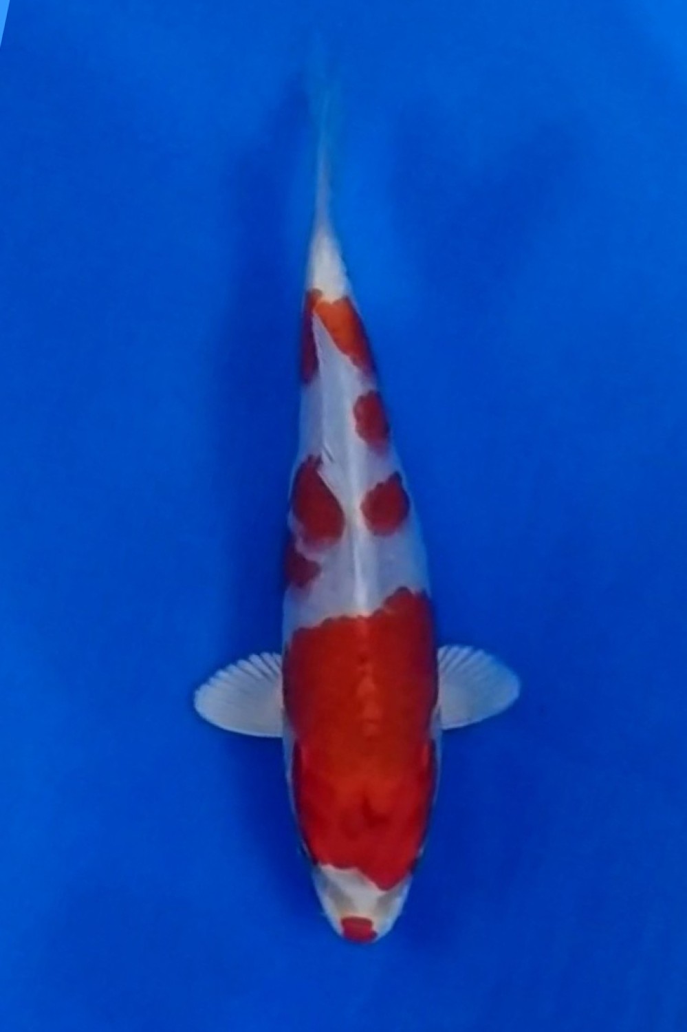 Juara 3