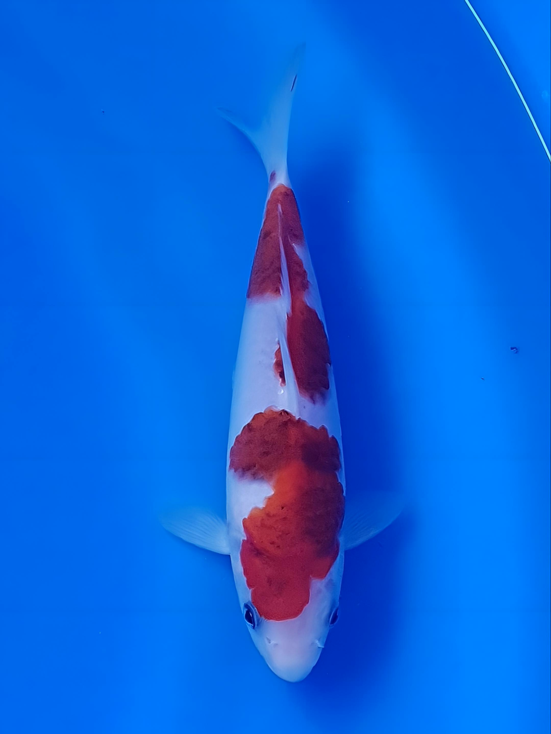 Juara 5