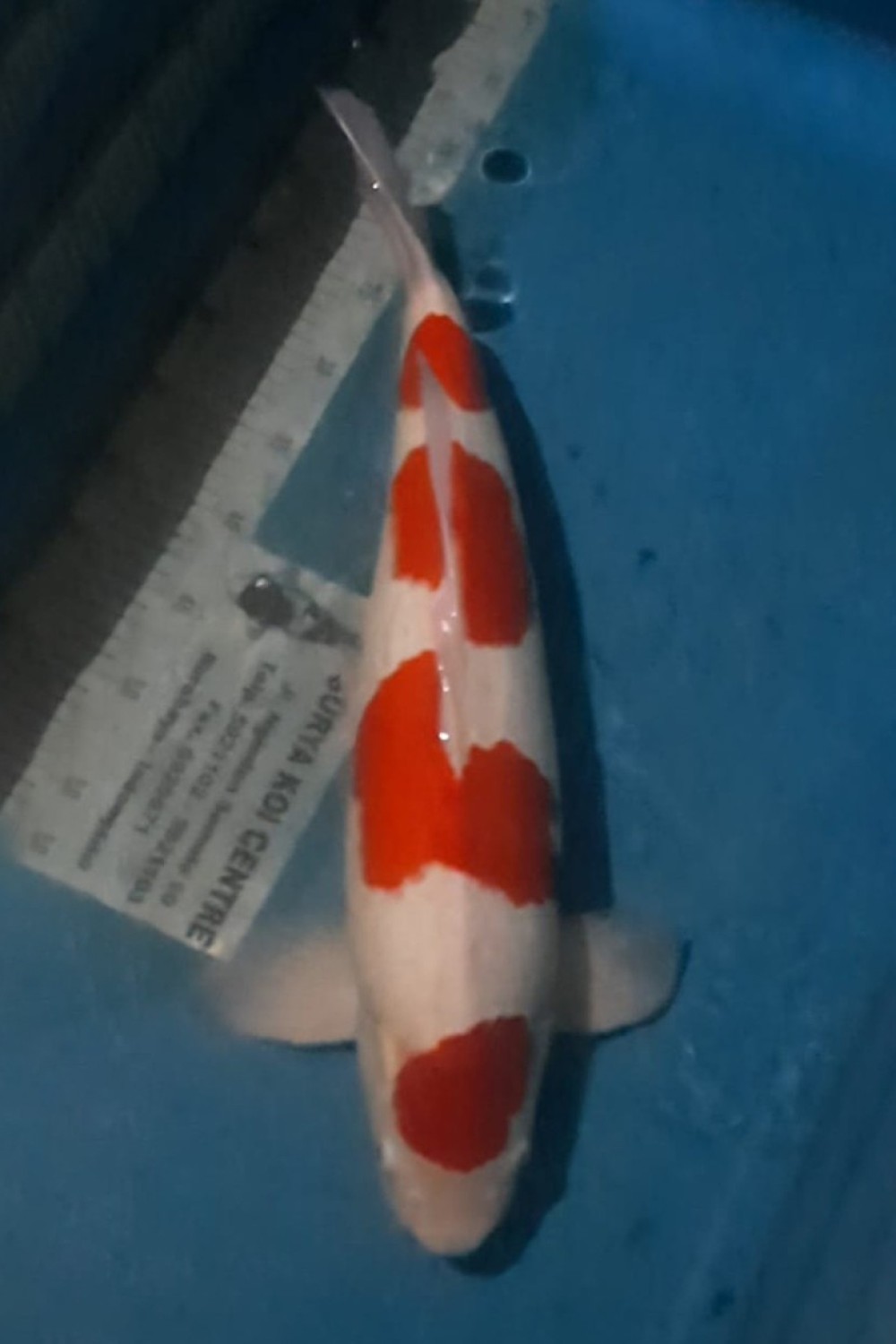 Juara 5