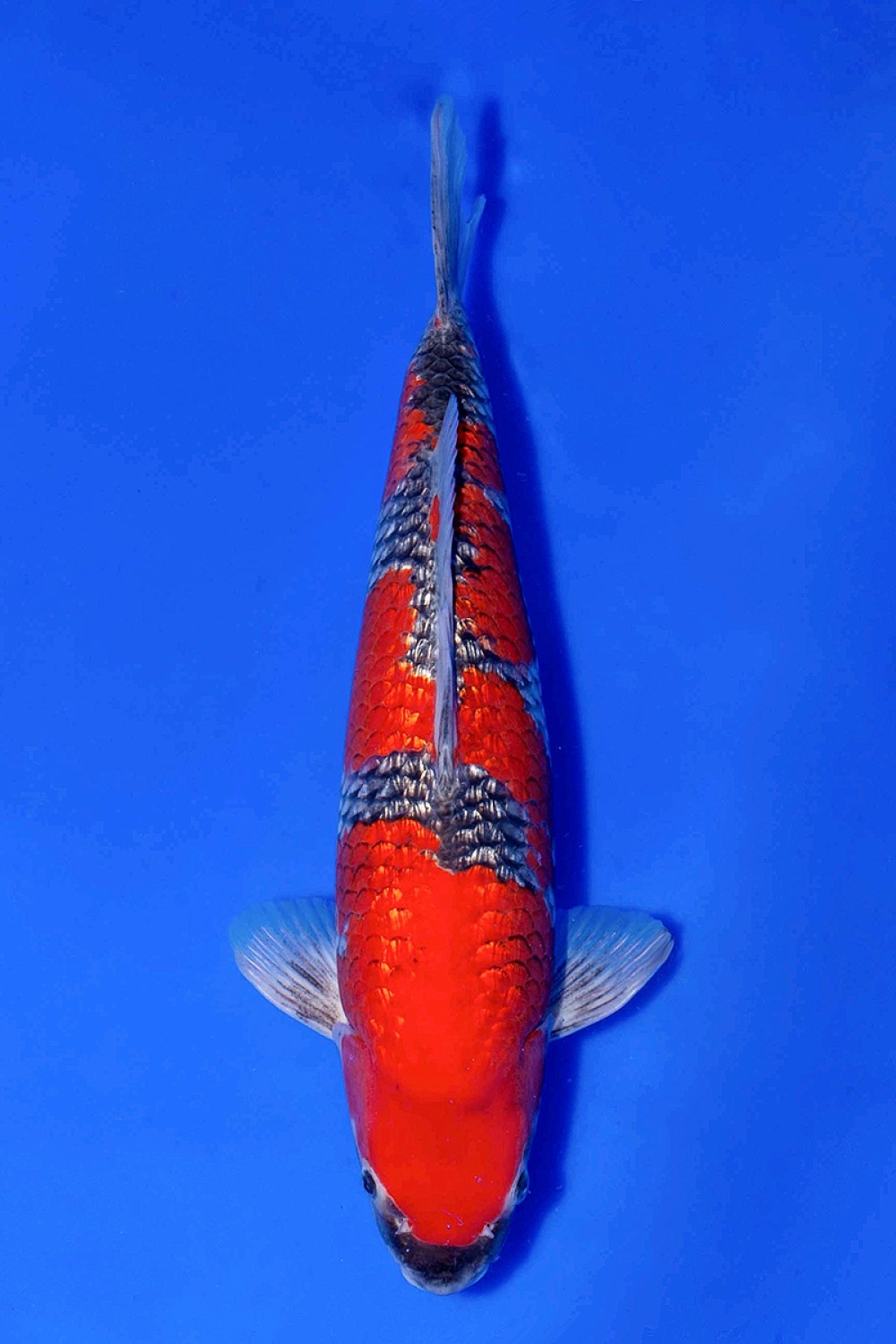 Juara 1