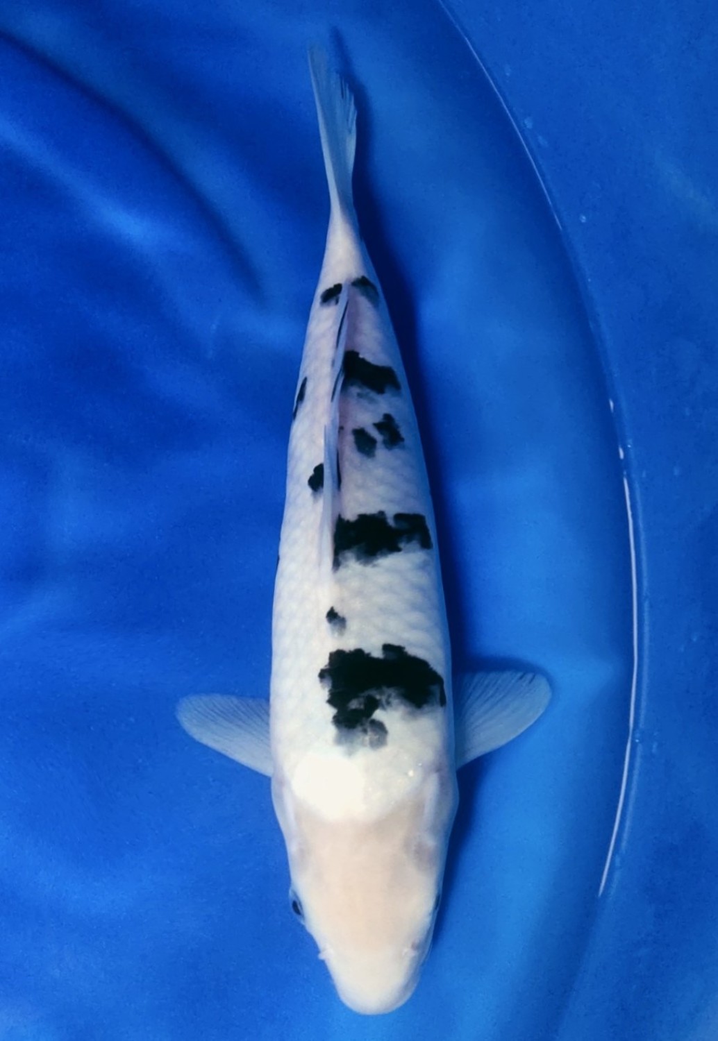 Juara 1