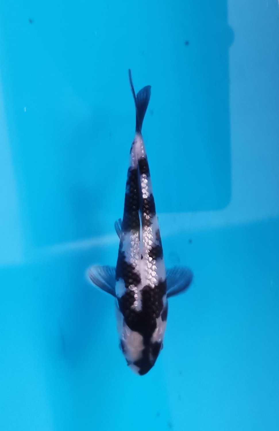 Best In Size C Up 12 cm
