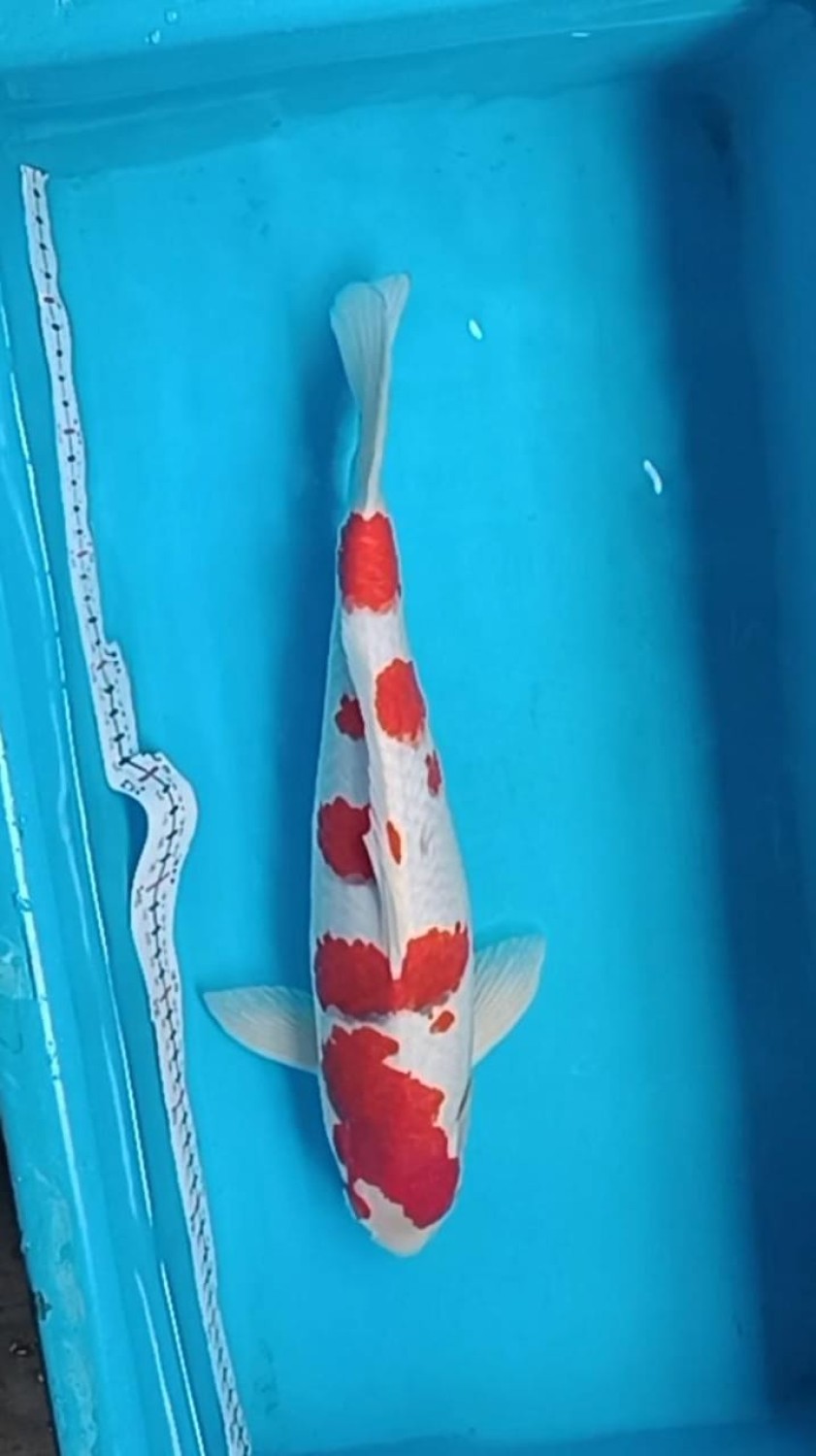 Juara 1
