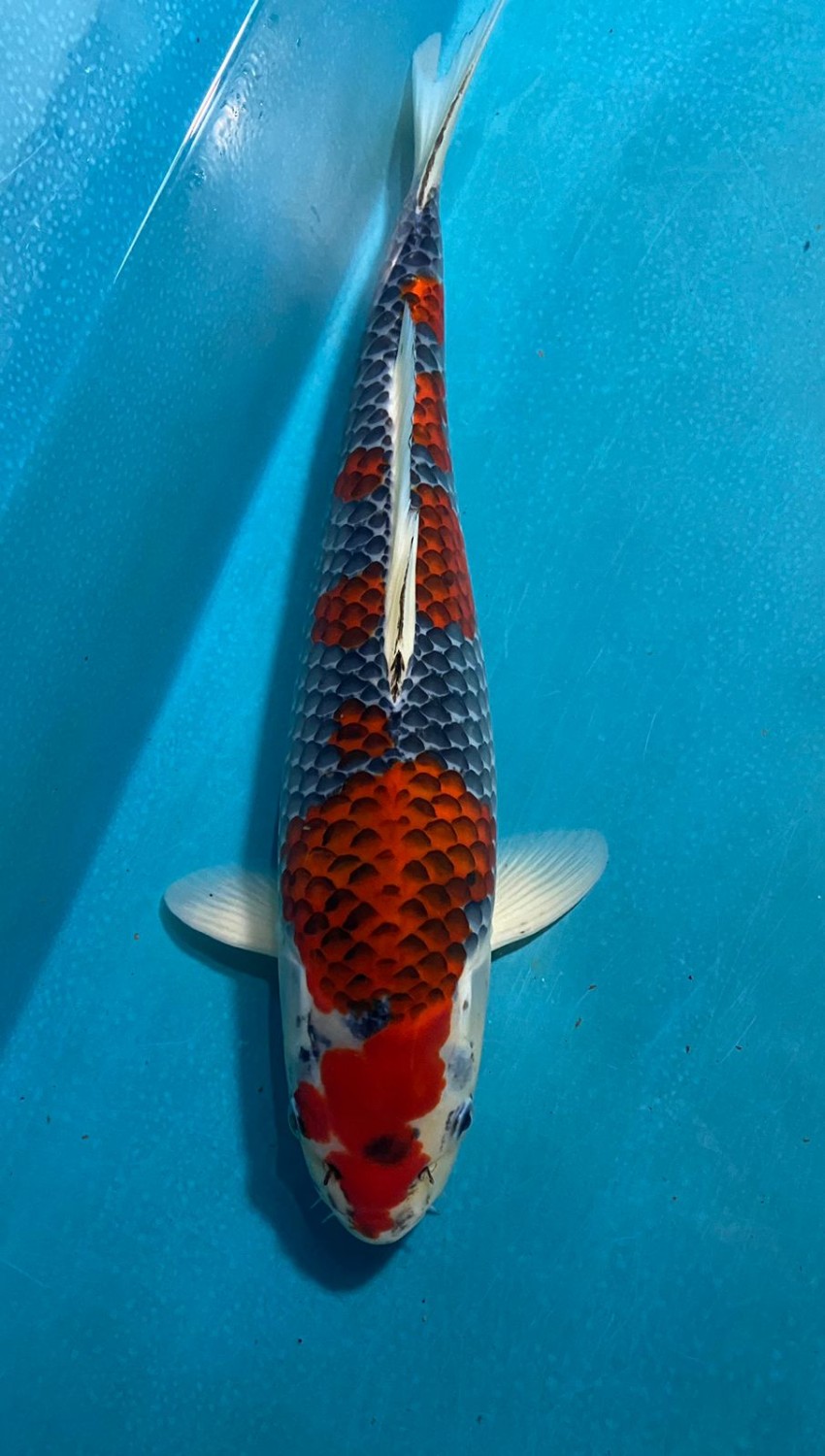 Juara 1