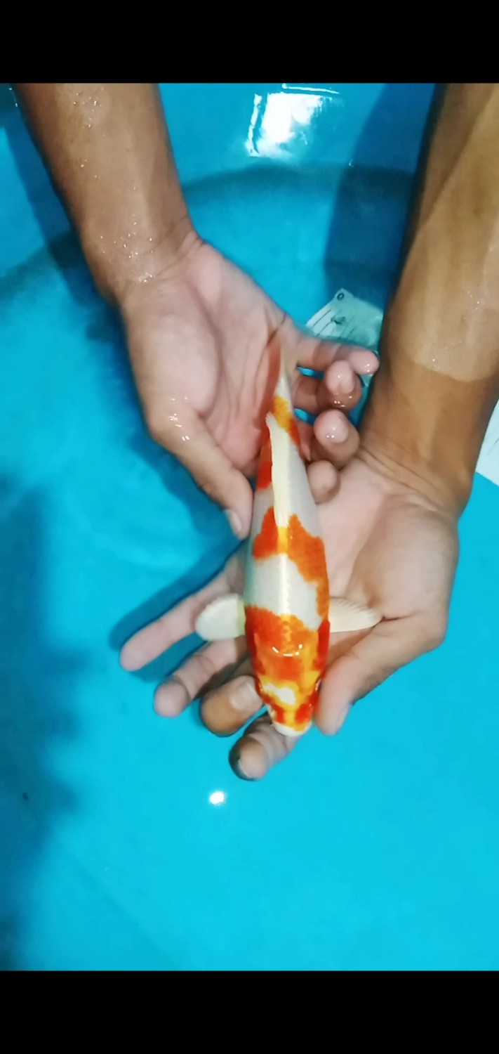 Juara 4