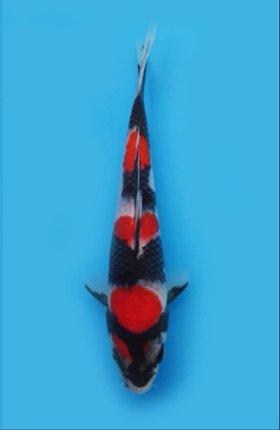 Juara 1