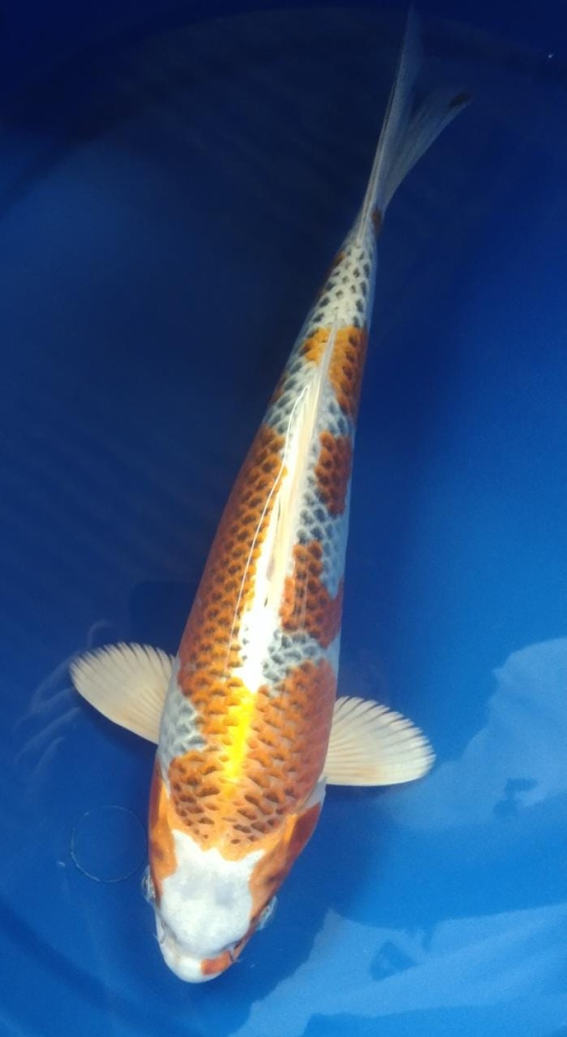 Juara 2