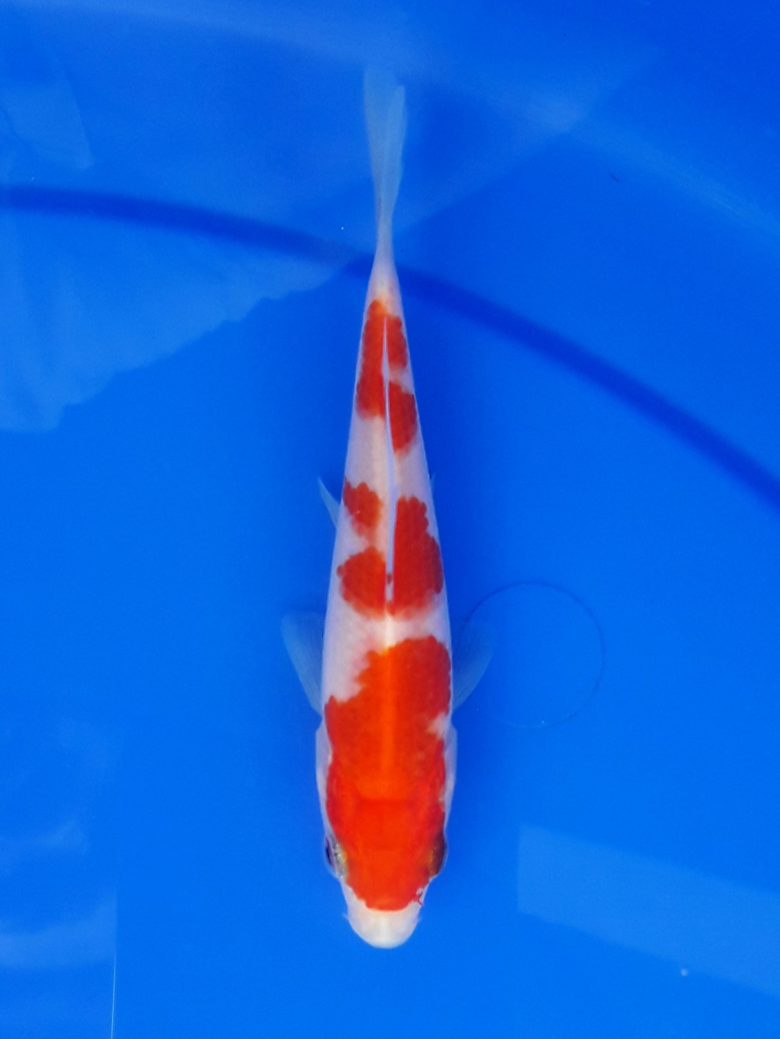 Juara 5
