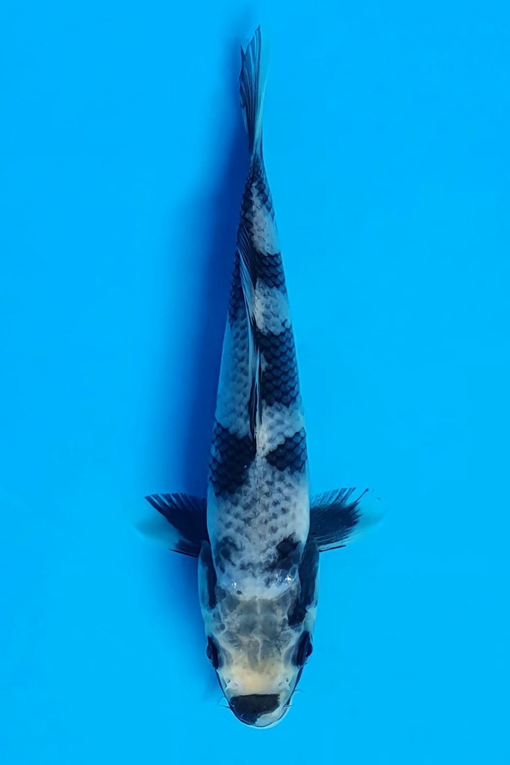 Juara 1
