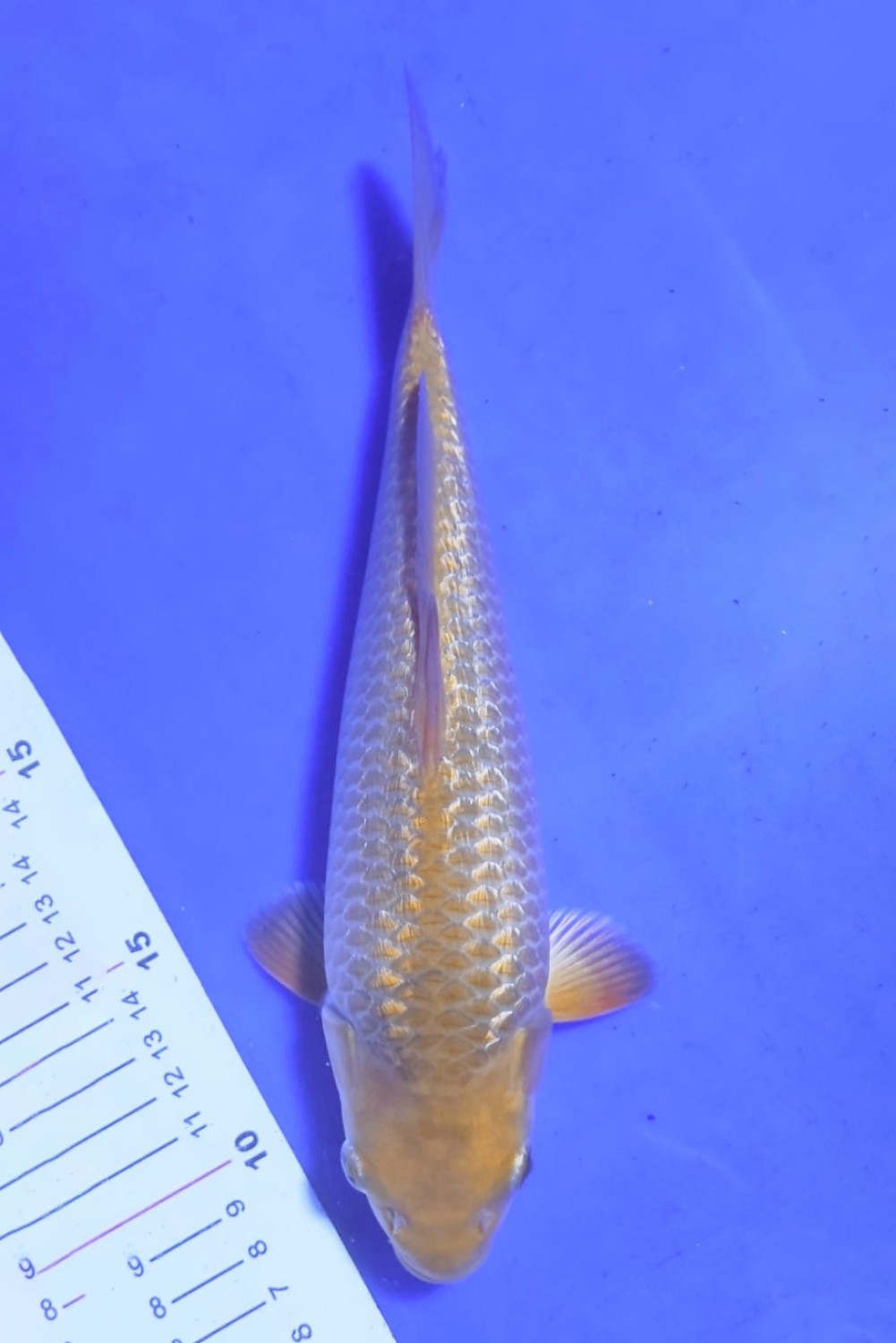 Juara 5