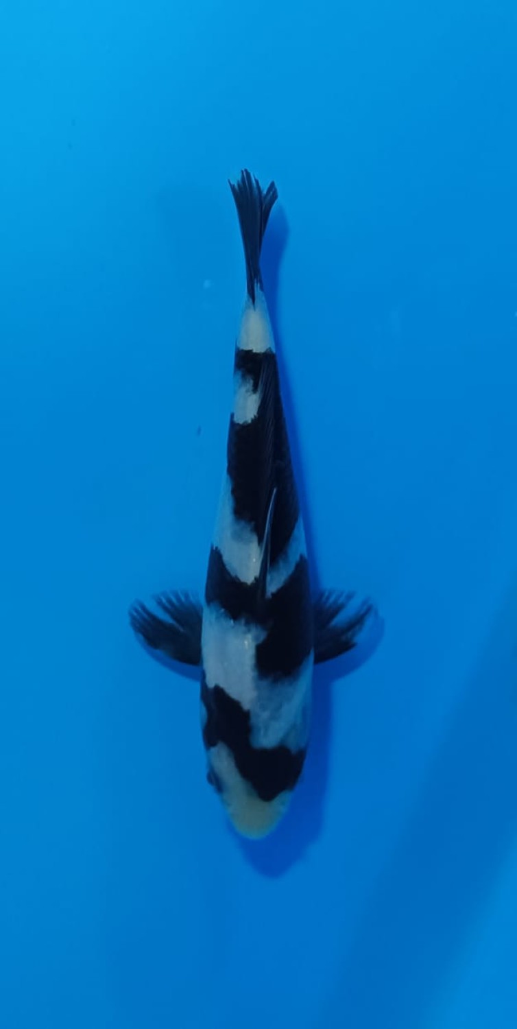 Best In Size B Up 12 cm