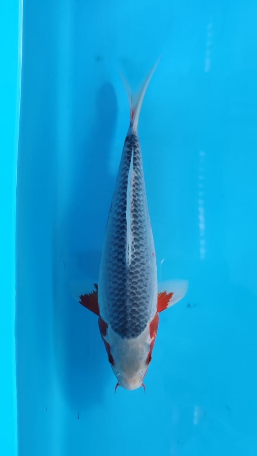Juara 3