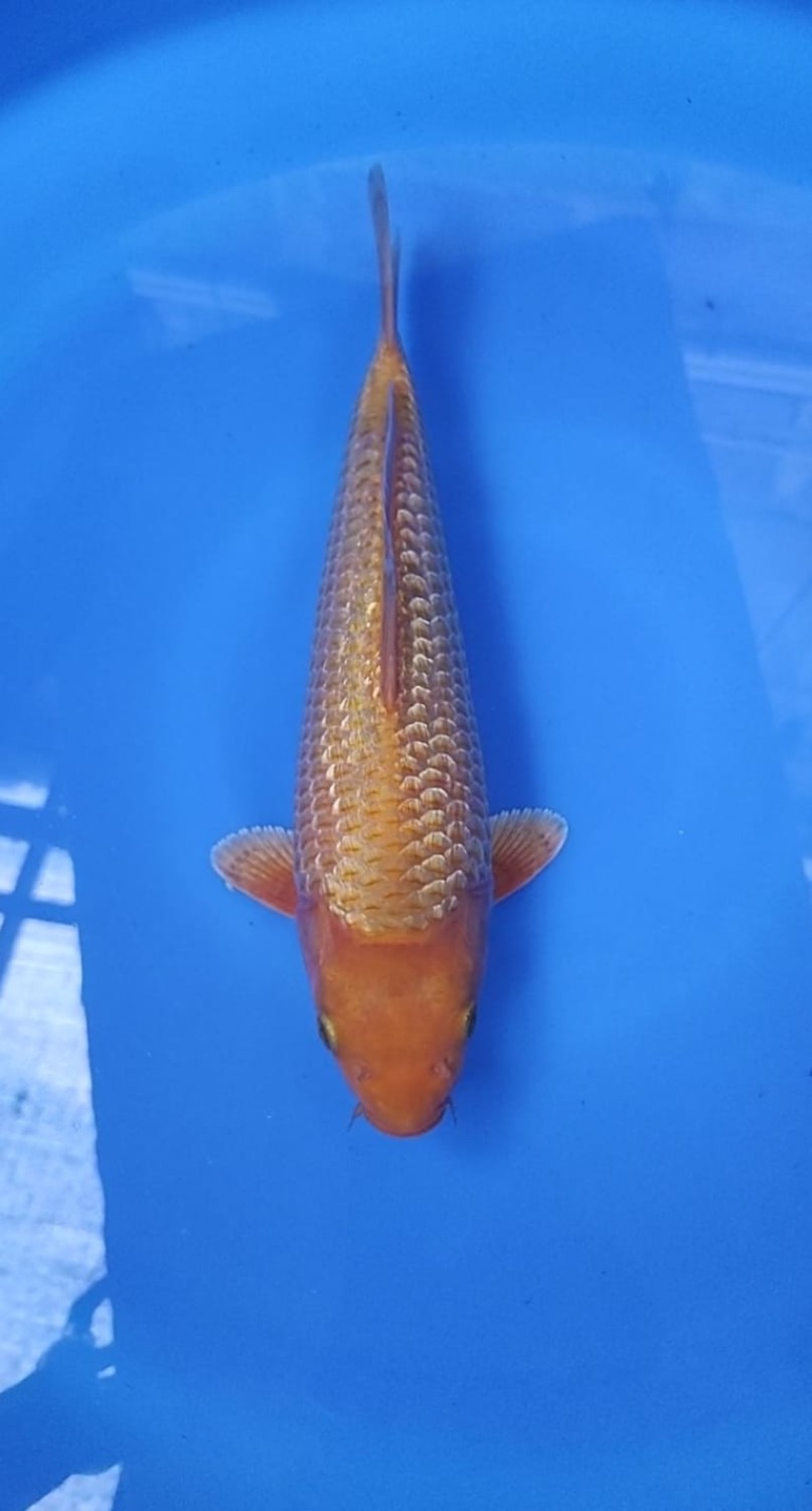 Juara 5
