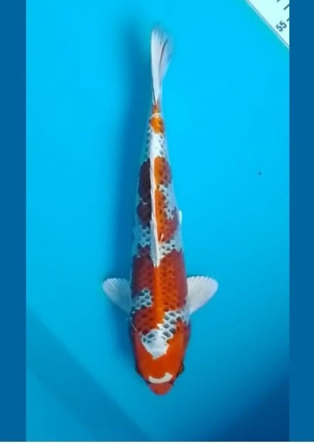 Juara 2