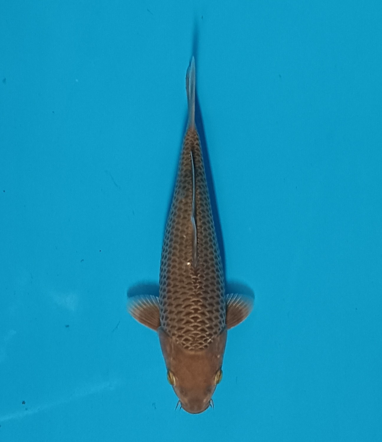 Juara 1
