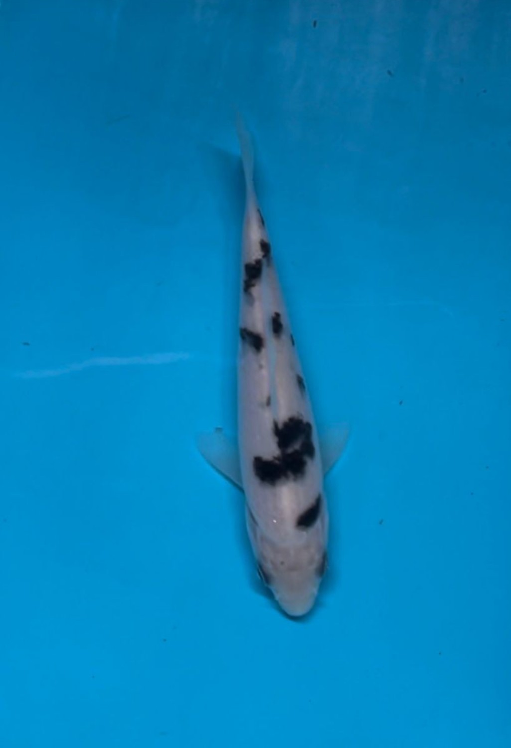 Best In Size D Up 12 cm