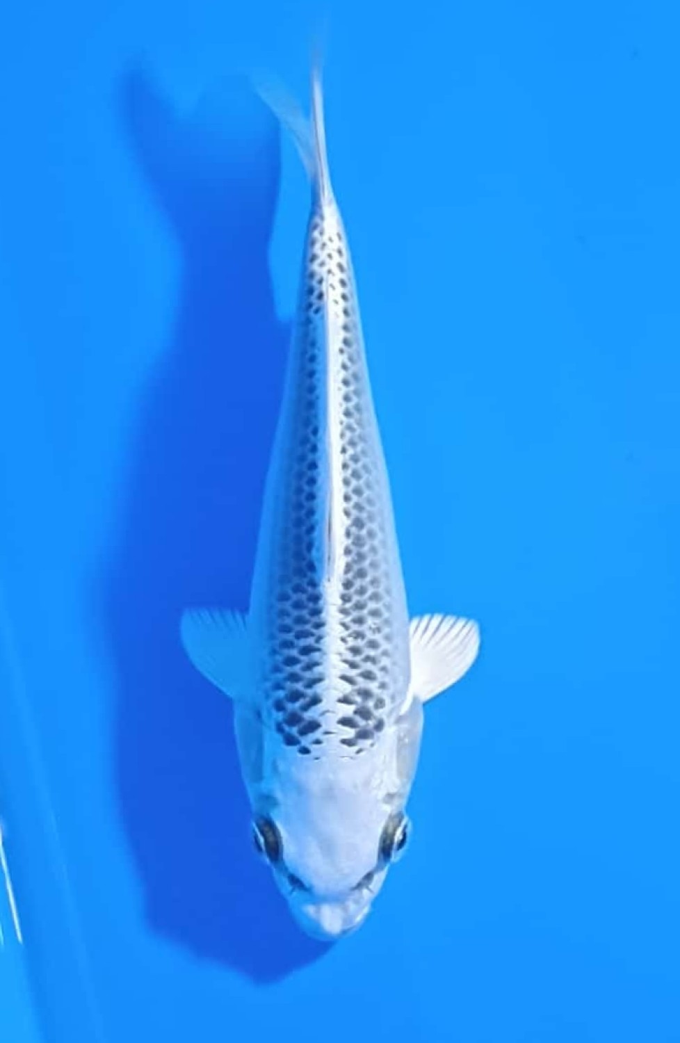 Juara 5