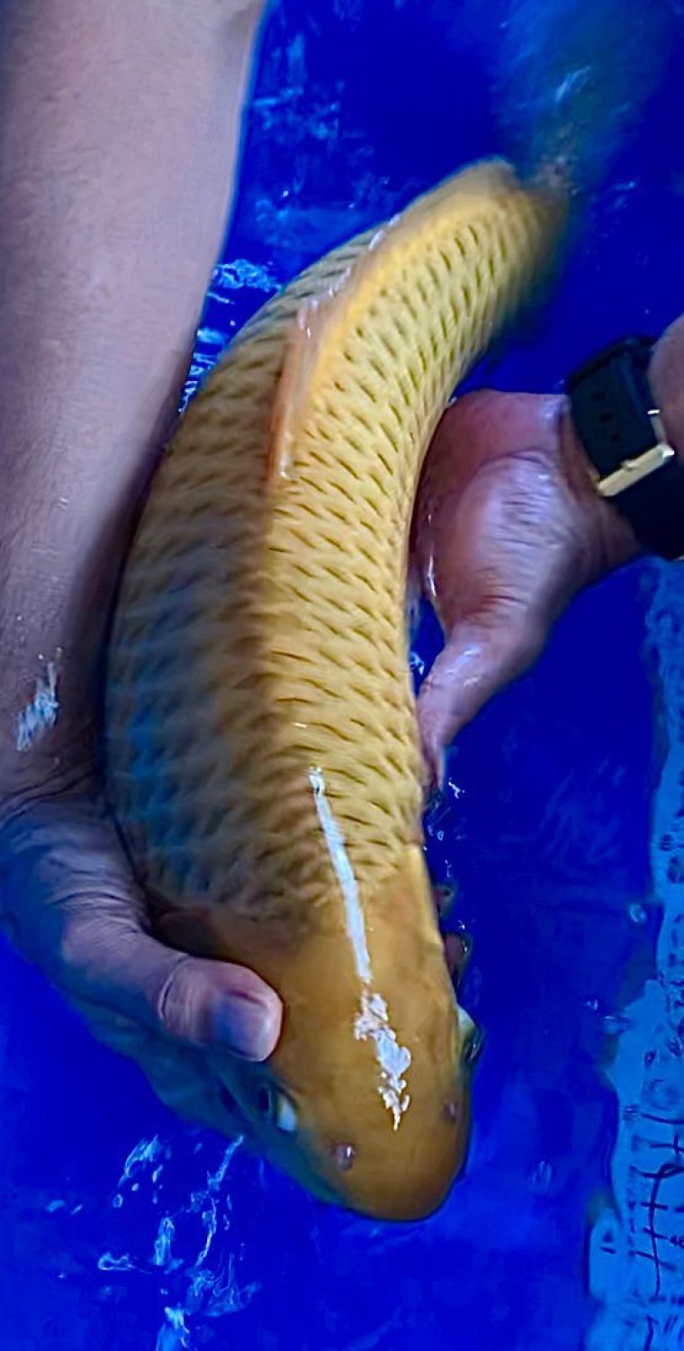 Juara 5