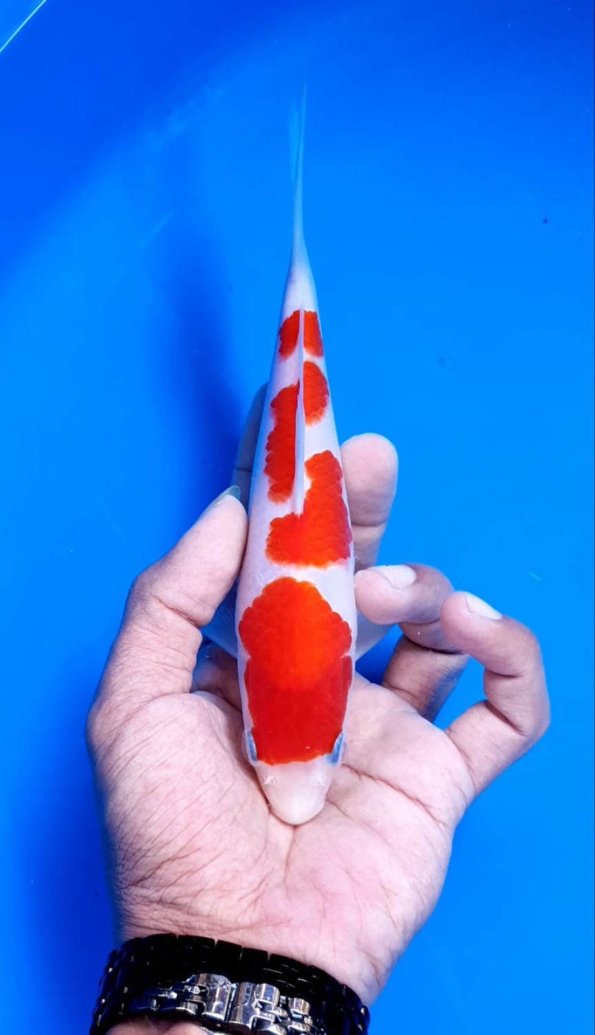 Juara 4