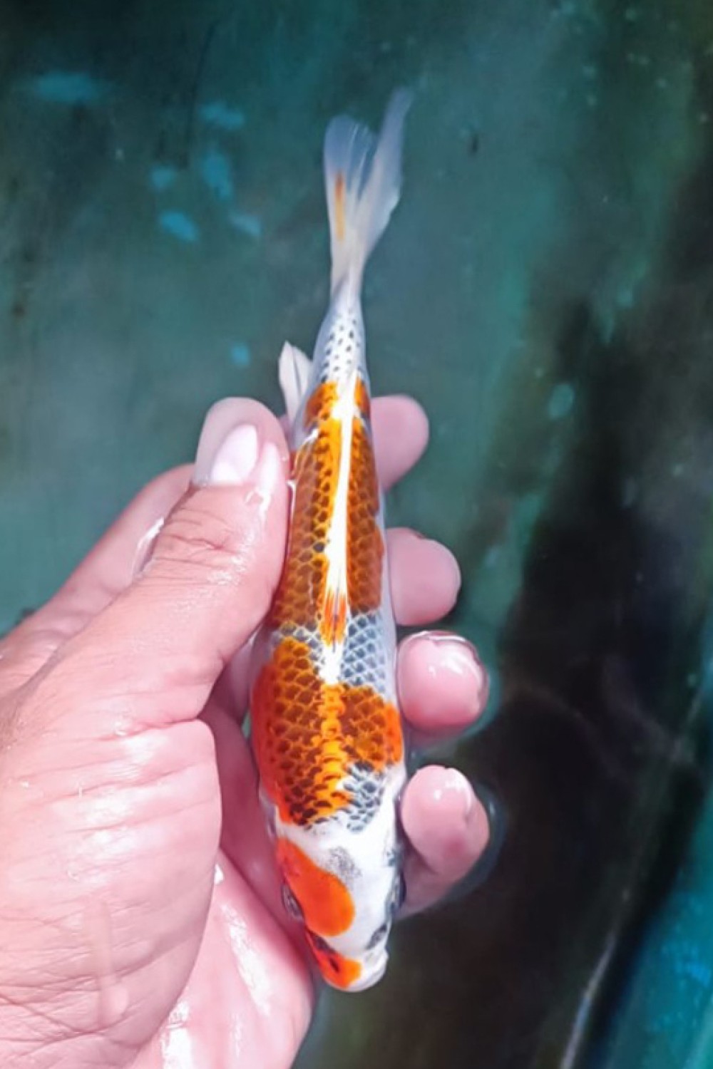 Juara 2