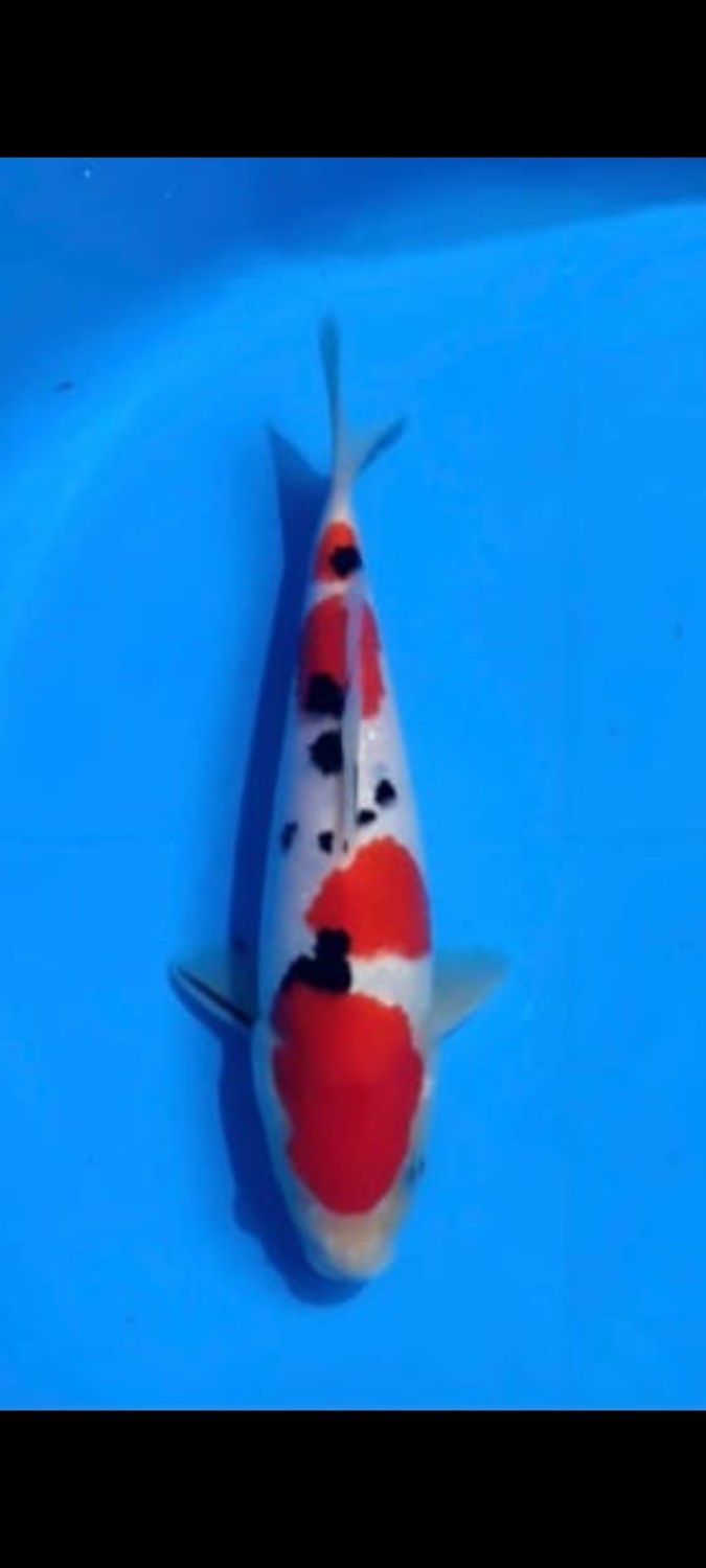 Juara 1