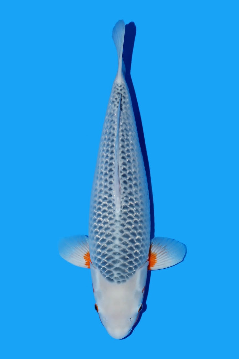 Juara 1