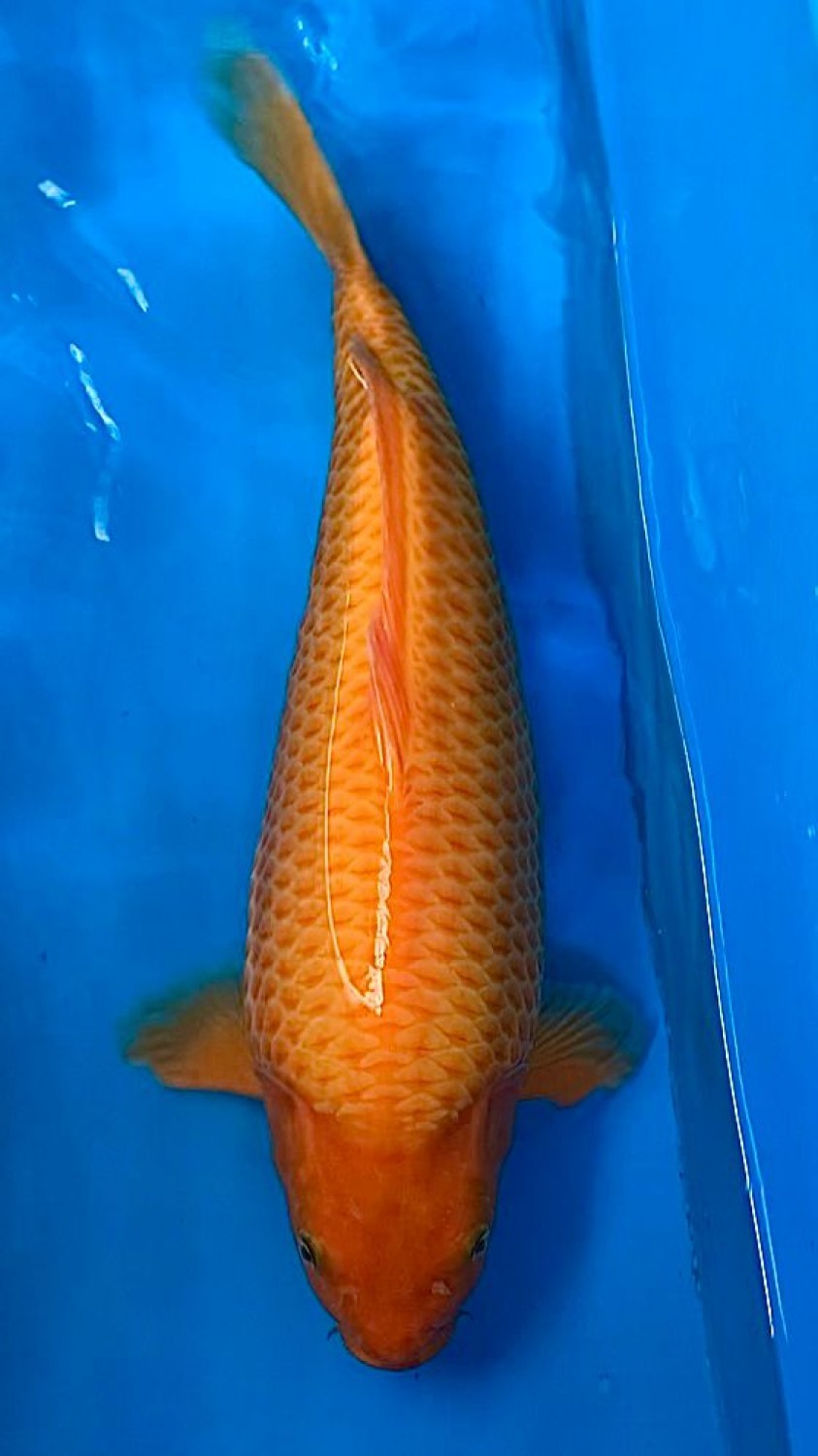 Best In Size E 46-50 Cm
