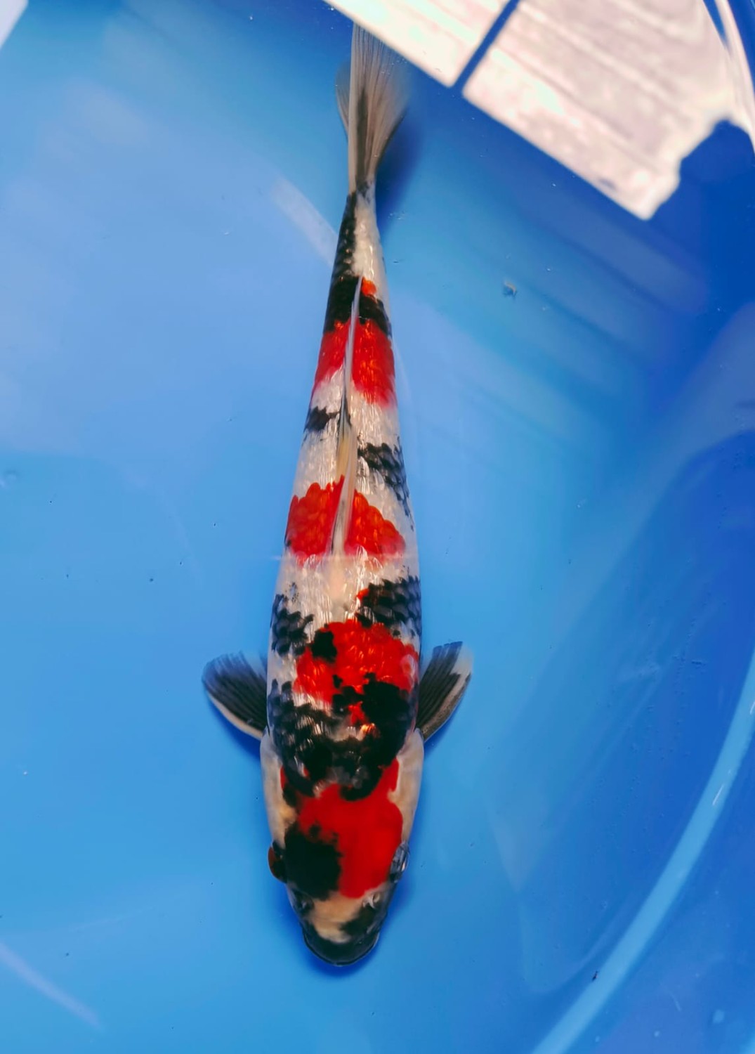 Juara 5