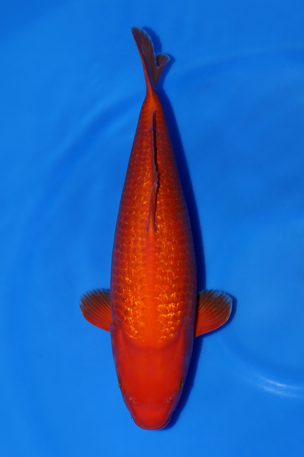 Juara 1