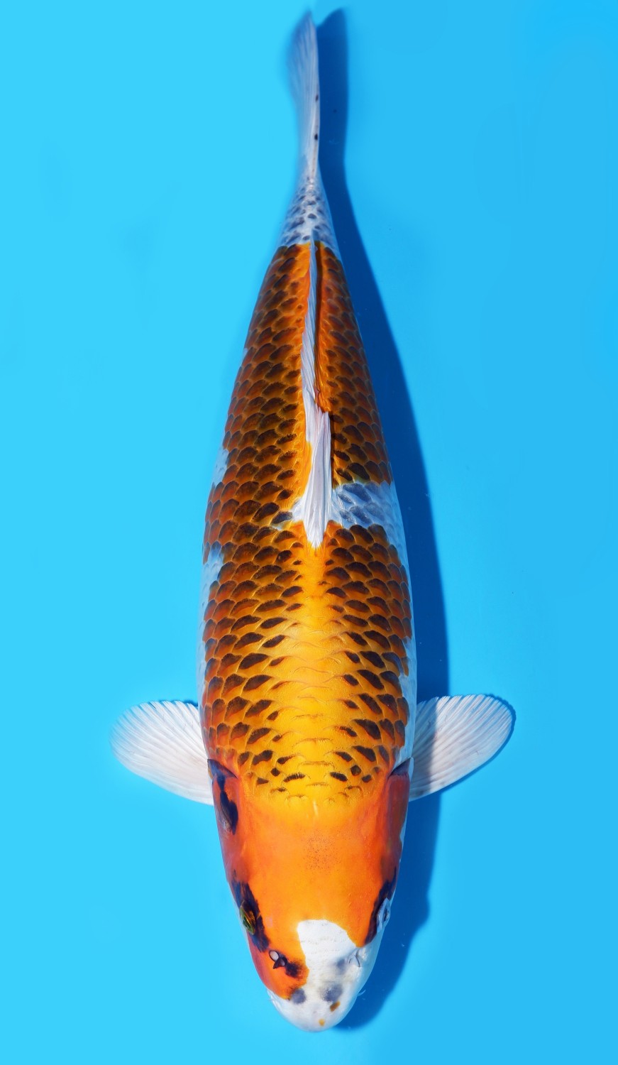 Juara 2