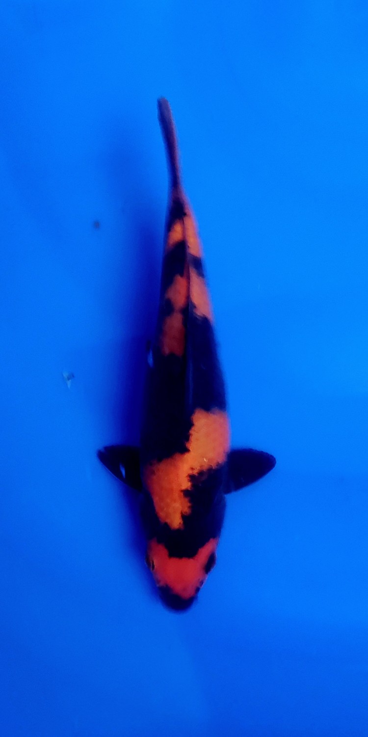 Juara 3