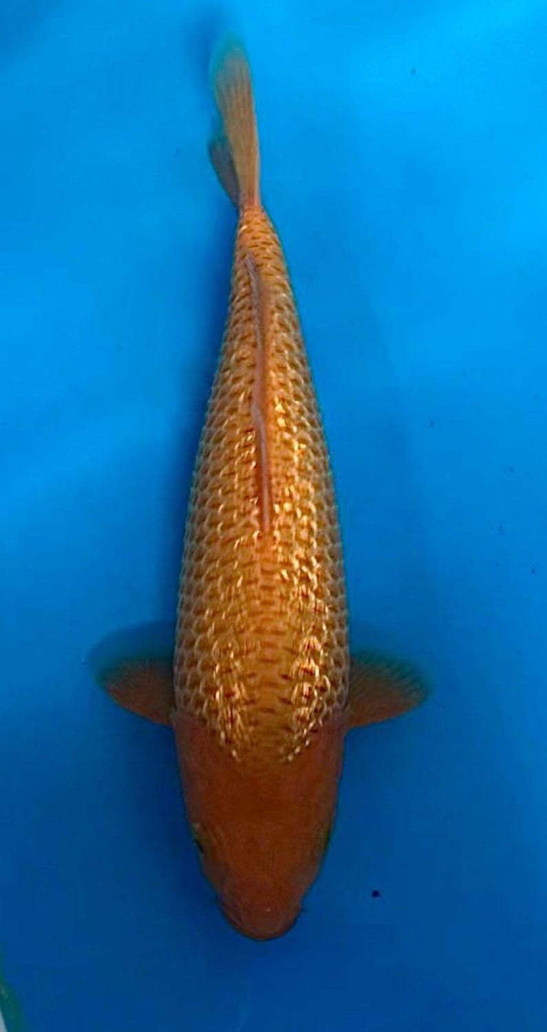 Juara 2