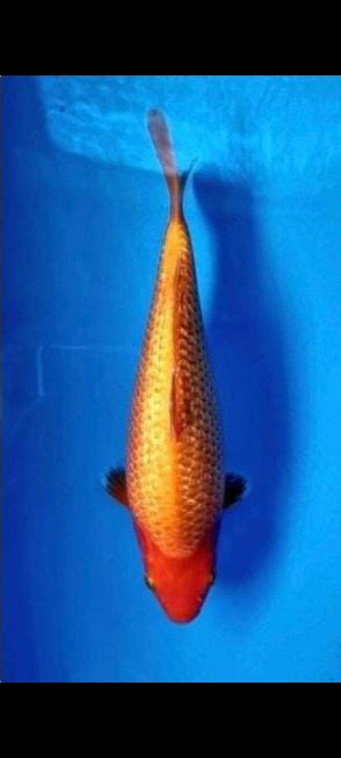 Best In Size E 21-25 Cm