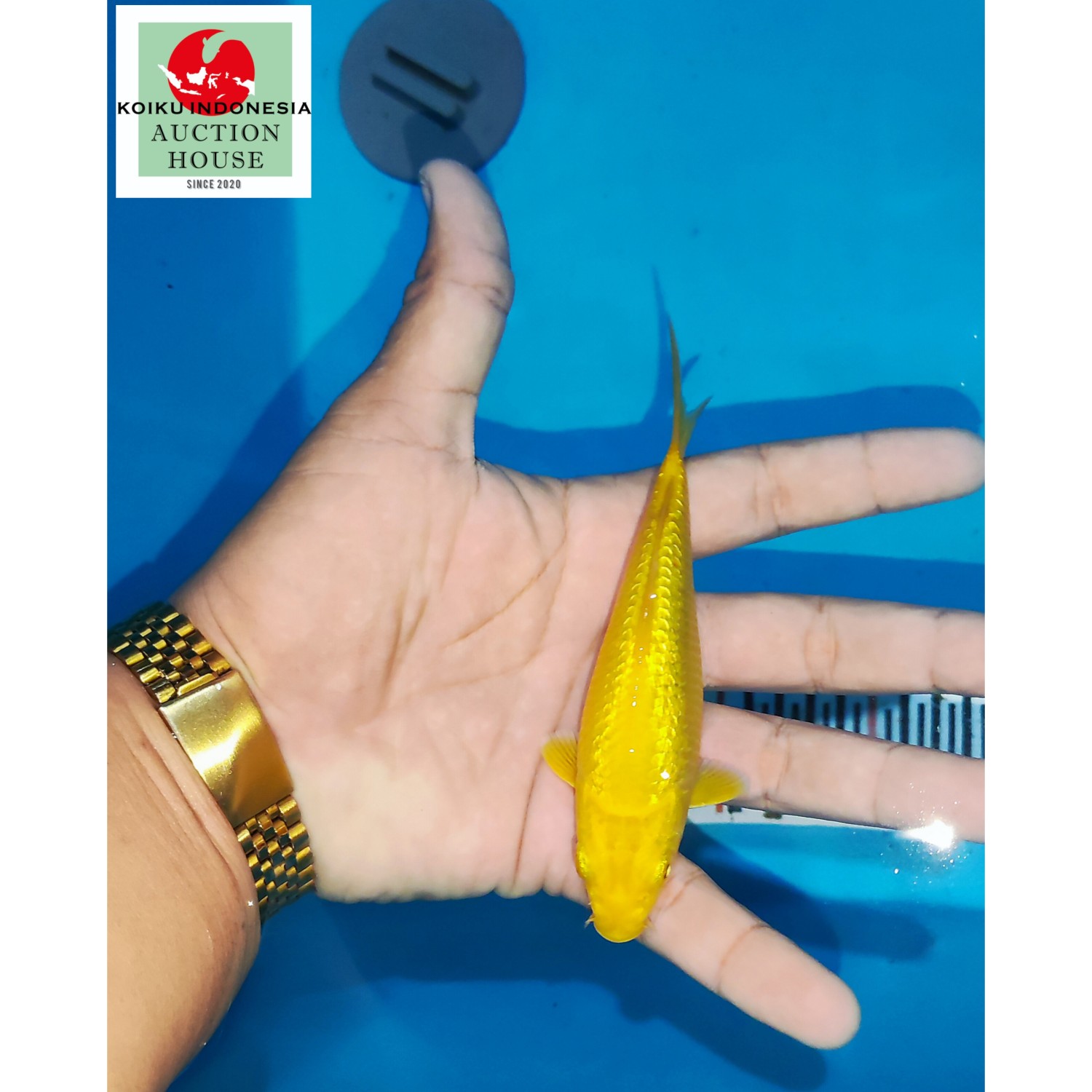 Juara 5